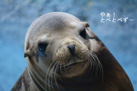 とべ動物園：カリフォルニアアシカ