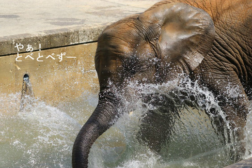 とべ動物園アフリカゾウ:媛ちゃん(メス、10歳)