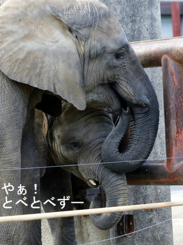 アフリカゾウの仲良し姉妹：媛ちゃん、砥愛ちゃん