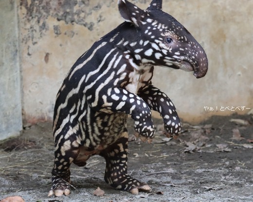 とべ動物園マレーバクの赤ちゃん（ヒメナ）
