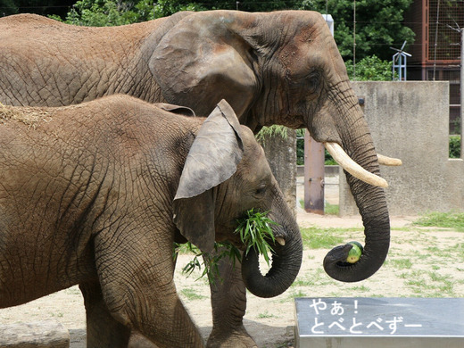 とべ動物園アフリカゾウの親子:リカ母さんと砥愛ちゃん