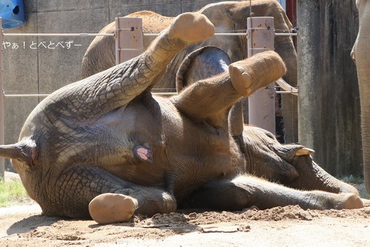 へそ天アフリカゾウ：砥愛＠愛媛県立とべ動物園