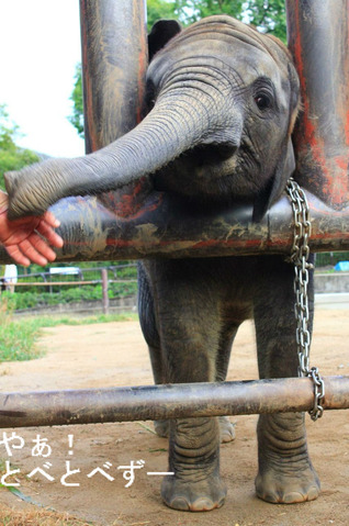 とべ動物園アフリカゾウ:赤ちゃん象の砥愛(とあ)ちゃん