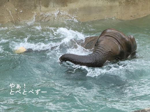 とべ動物園アフリカゾウ:アフ、リカ、媛、砥夢、砥愛