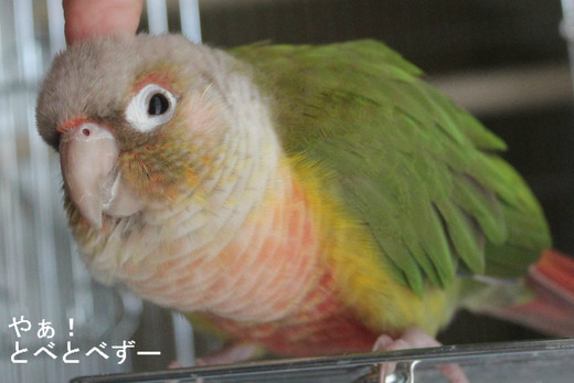 ホオミドリアカオウロコインコの「もみじ」さん