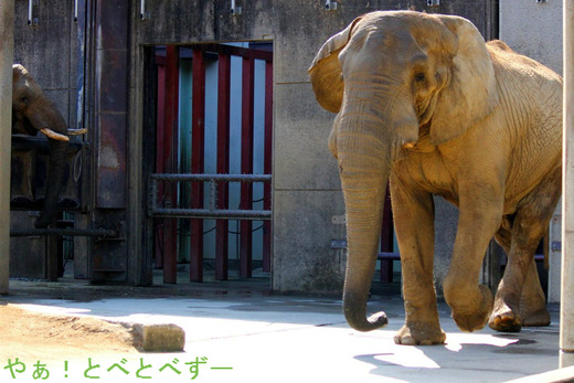 アフリカゾウの媛＆砥愛姉妹のお父さんである アフ君