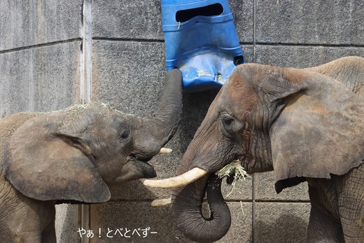 日本で唯一血縁関係のあるアフリカゾウの親子が暮らす愛媛とべ動物園