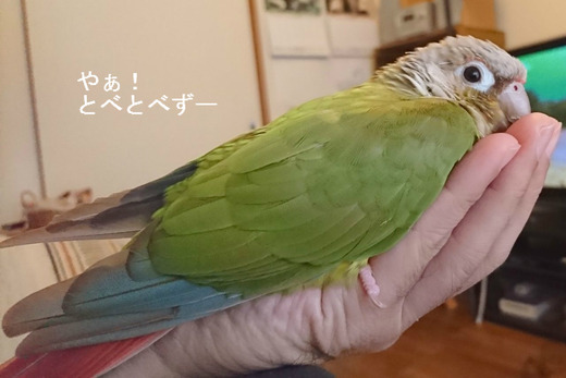 ウロコインコの『もみじ』さんのブログ：やぁ！とべとべずー