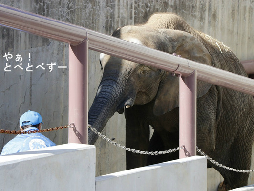 とべ動物園アフリカゾウのブログ：やぁ！とべとべずー