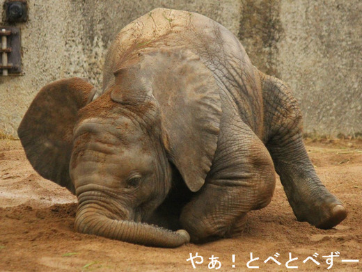 とべ動物園アフリカゾウの写真満載のブログ:やぁ!とべとべずー