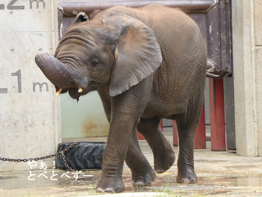 とべ動物園アフリカゾウのブログ：やぁ！とべとべずー