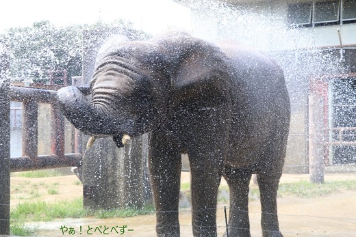 アフリカゾウの写真満載のブログ:やぁ!とべとべずー