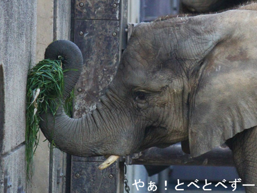 日本で初めて人工哺育で育ったアフリカゾウの媛