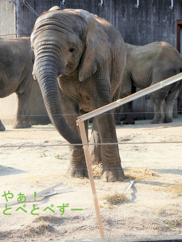 いたずらっ子のアフリカゾウの子象の砥愛ちゃん