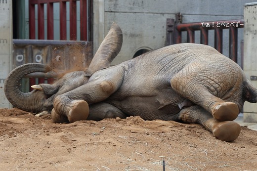 日本で最年少のアフリカゾウの子ゾウの砥愛＠とべ動物園