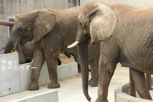 とべ動物園アフリカゾウ:アフ、リカ、媛、砥夢、砥愛