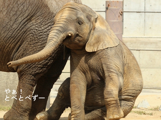 とべ動物園アフリカゾウのブログ：やぁ！とべとべずー