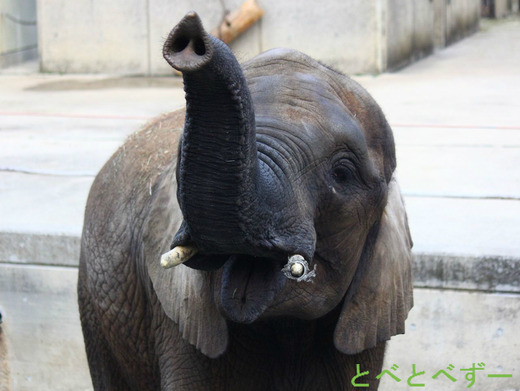 とべ動物園アフリカゾウ：媛（ひめ）ちゃん、７歳