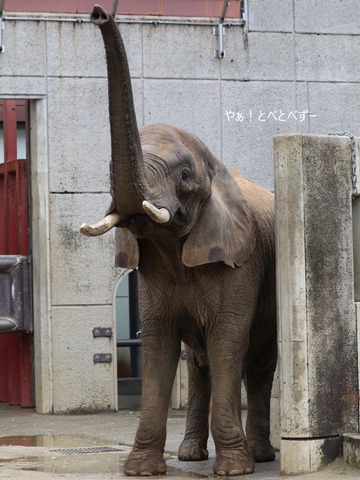 とべ動物園アフリカゾウ：リカ母さん（メス、推定３５歳）