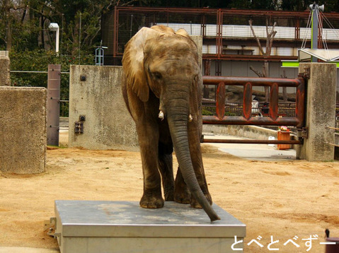 アフリカゾウ姉妹（媛ちゃん、砥愛ちゃん）のお節句