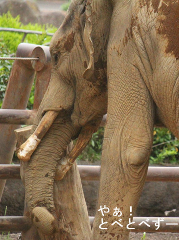 媛ちゃんの弟、砥愛ちゃんのお兄さん象の砥夢くん