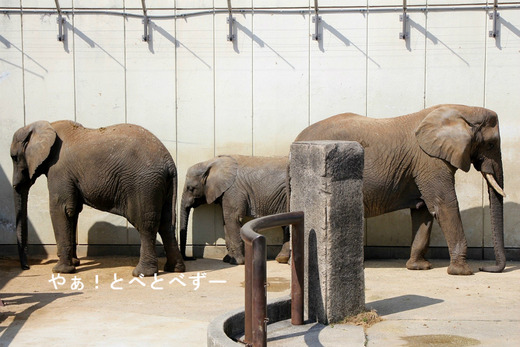 とべ動物園アフリカゾウ:アフ、リカ、媛、砥夢、砥愛