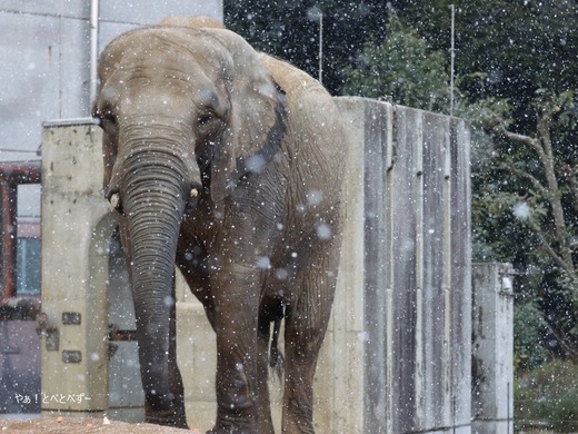 とべ動物園アフリカゾウ：媛ちゃん（メス、１９歳）