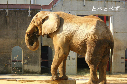 とべ動物園アフリカゾウのブログ：やぁ！とべとべずー