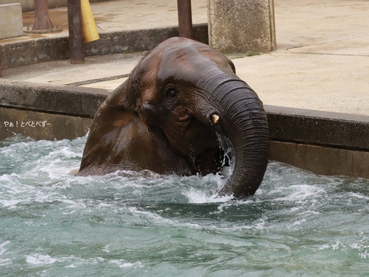 とべ動物園アフリカゾウのブログ:やぁ!とべとべずー