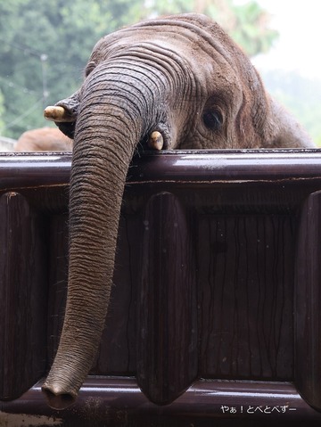 とべ動物園アフリカゾウ：砥愛ちゃん（メス、１２歳）