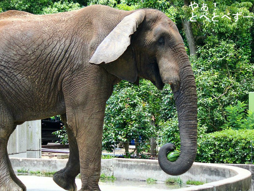 とべ動物園アフリカゾウのブログ:やぁ!とべとべずー