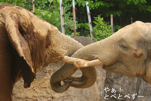 砥夢くんの両親:アフ(父)、リカ(母)