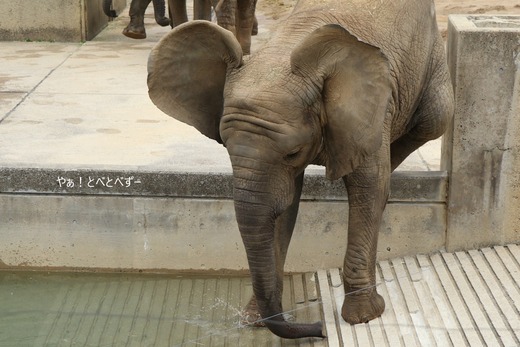 とべ動物園ブログ：やぁ！とべとべずー