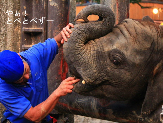 アフリカゾウ・レジェンド飼育員の椎名修さんと赤ちゃん象