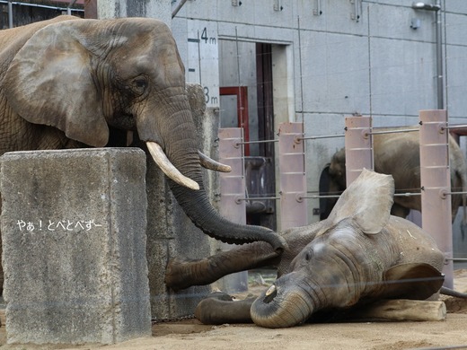 日本で唯一アフリカゾウの子象が見らえる愛媛とべ動物園