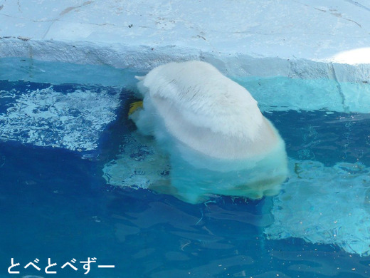 シロクマ・ピースの14歳の誕生会(12/7、14時~とべ動物園)