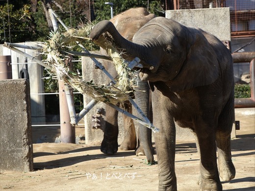 とべ動物園アフリカゾウ：アフ、リカ、媛、砥夢、砥愛