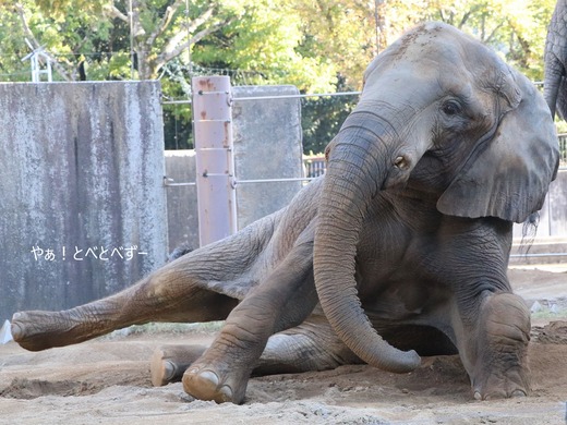 アフリカゾウの写真満載のブログ:やぁ!とべとべずー