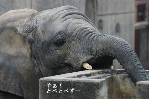 とべ動物園アフリカゾウ:子象の砥愛ちゃん(メス、5歳)