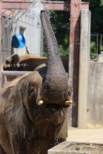 アフリカゾウ、アジアゾウ大好きブログ:やぁ!とべとべずー
