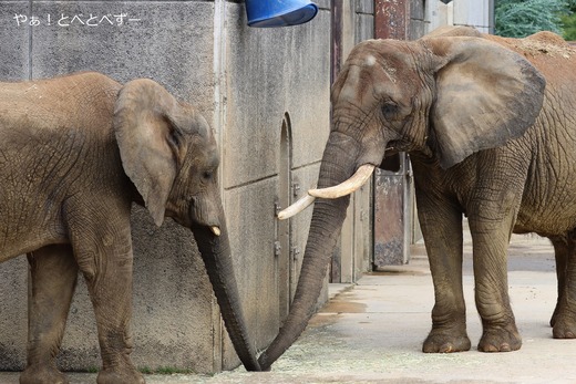 とべ動物園アフリカゾウの親子：リカ母さん、砥愛ちゃん