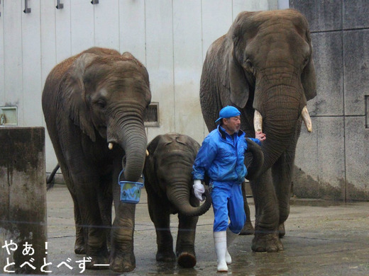 愛媛とべ動物園のアフリカゾウの親子：やぁ！とべとべずー