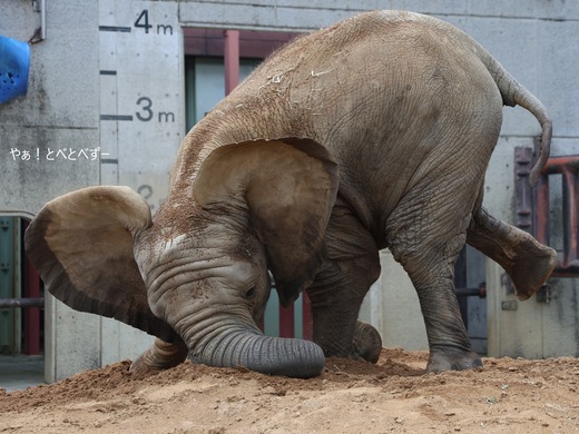 とべ動物園ブログ：やぁ！とべとべずー