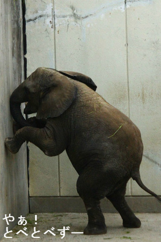 とべ動物園アフリカゾウのイベント：砥愛ちゃんの３歳のお誕生会