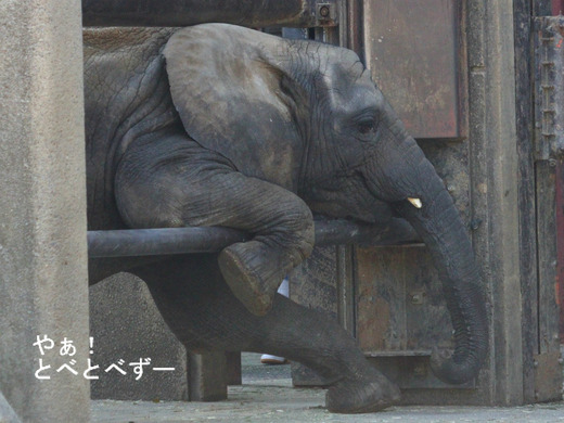 とべ動物園アフリカゾウ：お転婆砥愛ちゃん