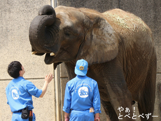 とべ動物園アフリカゾウのブログ：やぁ！とべとべずー