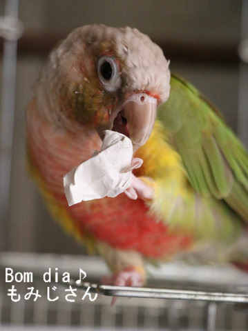 ウロコインコ・パイナップルのブログ:Bom dia♪もみじさん