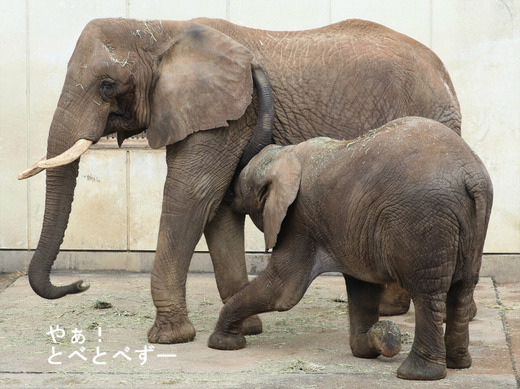 とべ動物園アフリカゾウのブログ:やぁ!とべとべずー