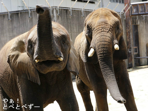 日本で初めて人工哺育で育ったアフリカゾウの媛ちゃん