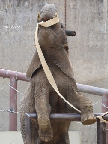 アフリカゾウ大好きブログ：やぁ！とべとべずー